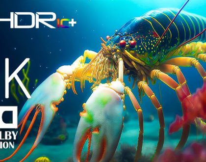 Beautiful Sea Creature 4K HDR 60FPS Dolby Vision - Real Clarity 4K